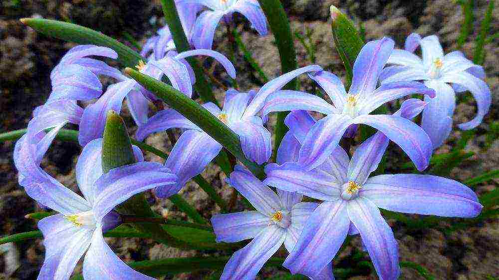 chionodoxa violet beauty planting and care in the open field