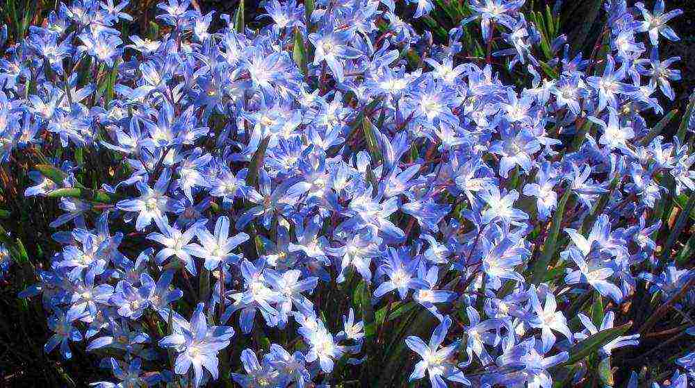 chionodoxa violet beauty planting and care in the open field