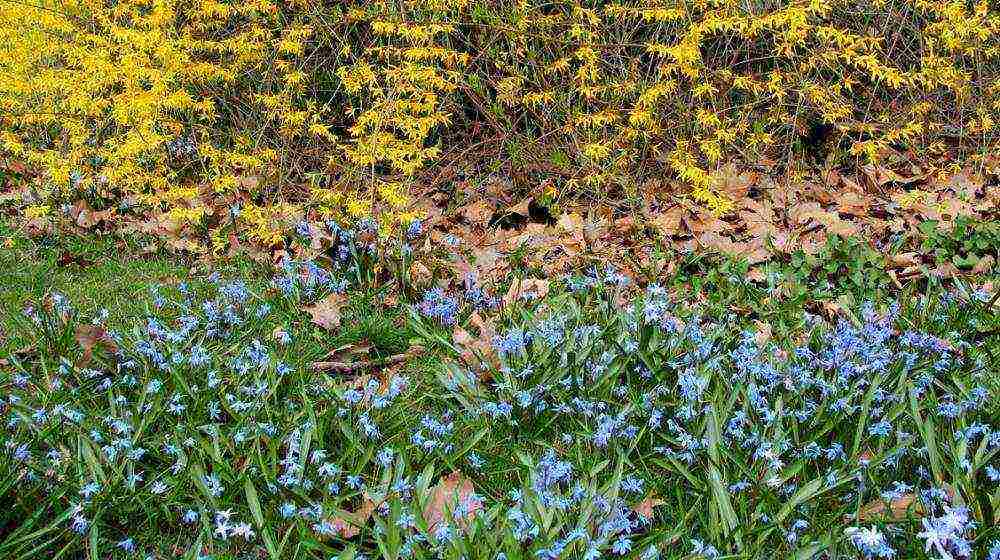 chionodoxa violet beauty planting and care in the open field