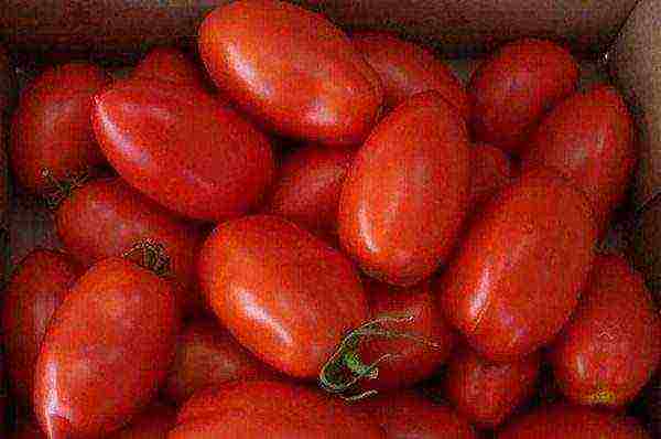 good low-growing varieties of tomatoes