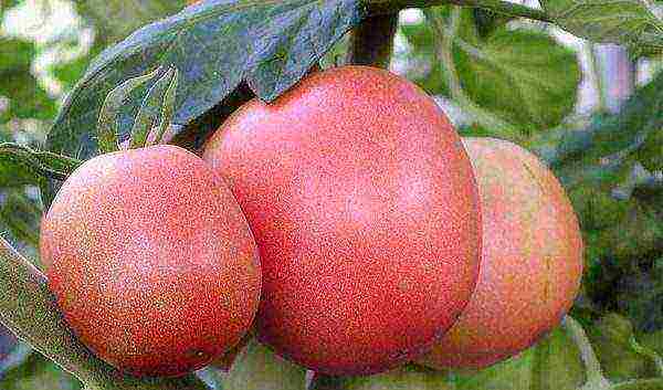 good low-growing varieties of tomatoes