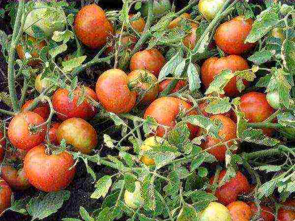 good low-growing varieties of tomatoes