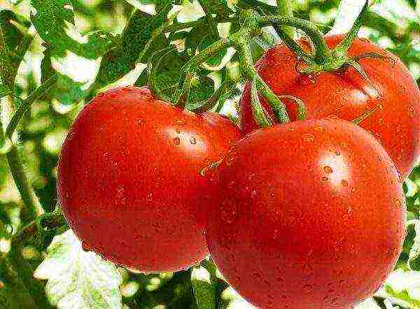 good low-growing varieties of tomatoes