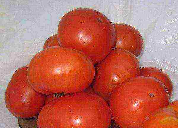 good low-growing varieties of tomatoes