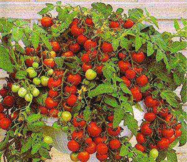 good low-growing varieties of tomatoes