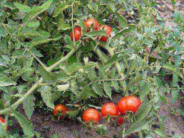 good low-growing varieties of tomatoes