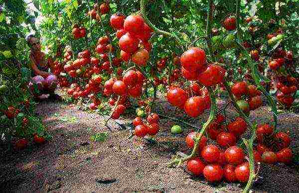 good low-growing varieties of tomatoes