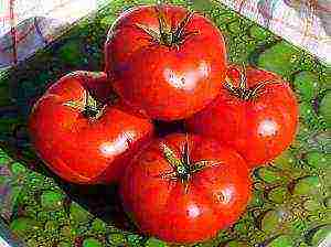 good low-growing varieties of tomatoes