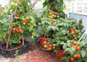 good low-growing varieties of tomatoes