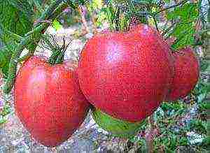 good low-growing varieties of tomatoes