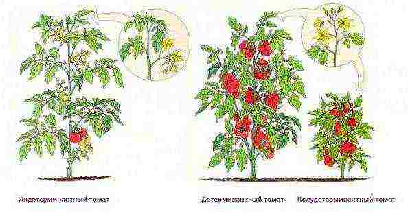 good low-growing varieties of tomatoes