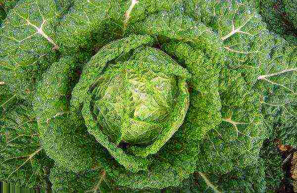 good early cabbage varieties