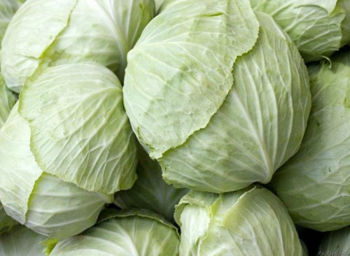 good varieties of white cabbage