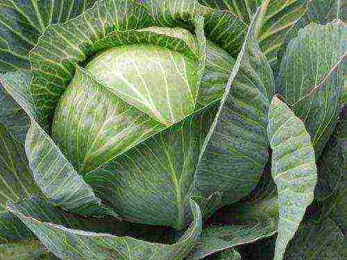 good varieties of white cabbage