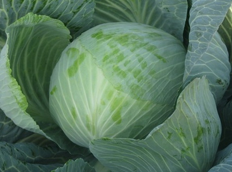 good varieties of white cabbage