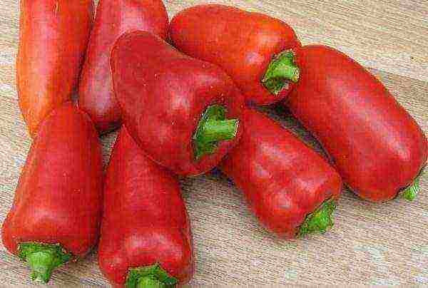 mahusay na mga pagkakaiba-iba ng mga peppers ng kampanilya