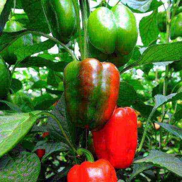 good varieties of bell peppers