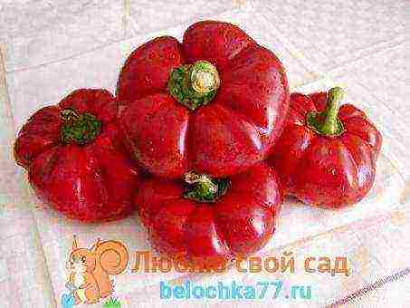 good varieties of bell peppers