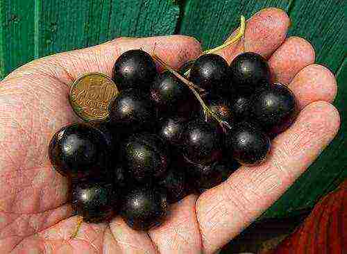 good varieties of black currant