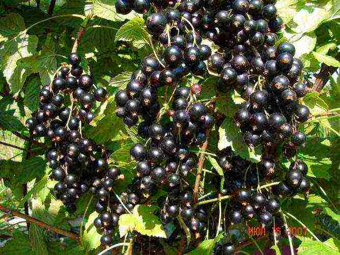 good varieties of black currant