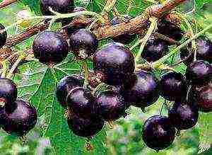 good varieties of black currant