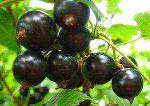 good varieties of black currant