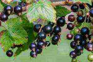 good varieties of black currant