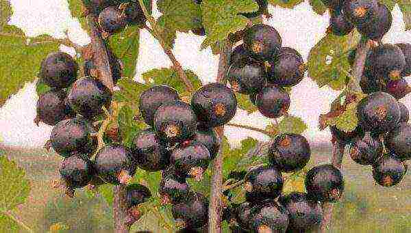 good varieties of black currant