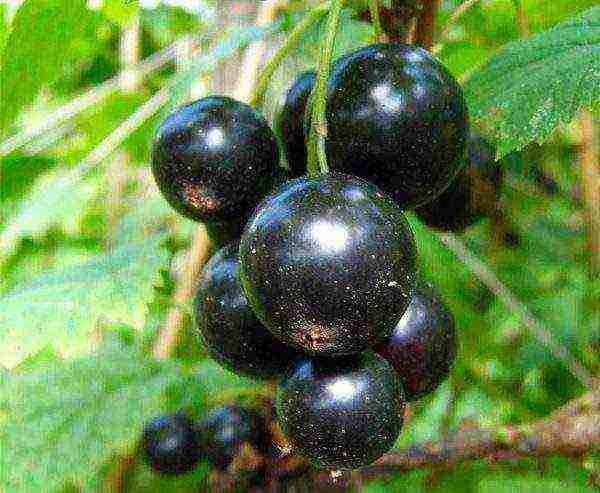 good varieties of black currant