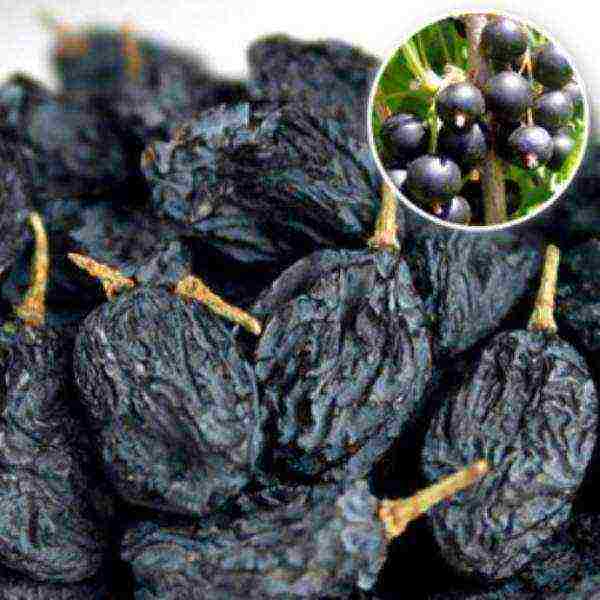 good varieties of black currant