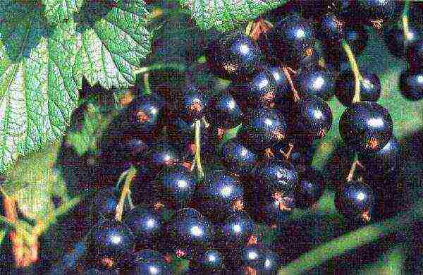 good varieties of black currant