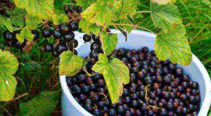 good varieties of black currant