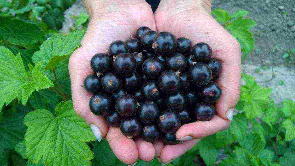 good varieties of black currant