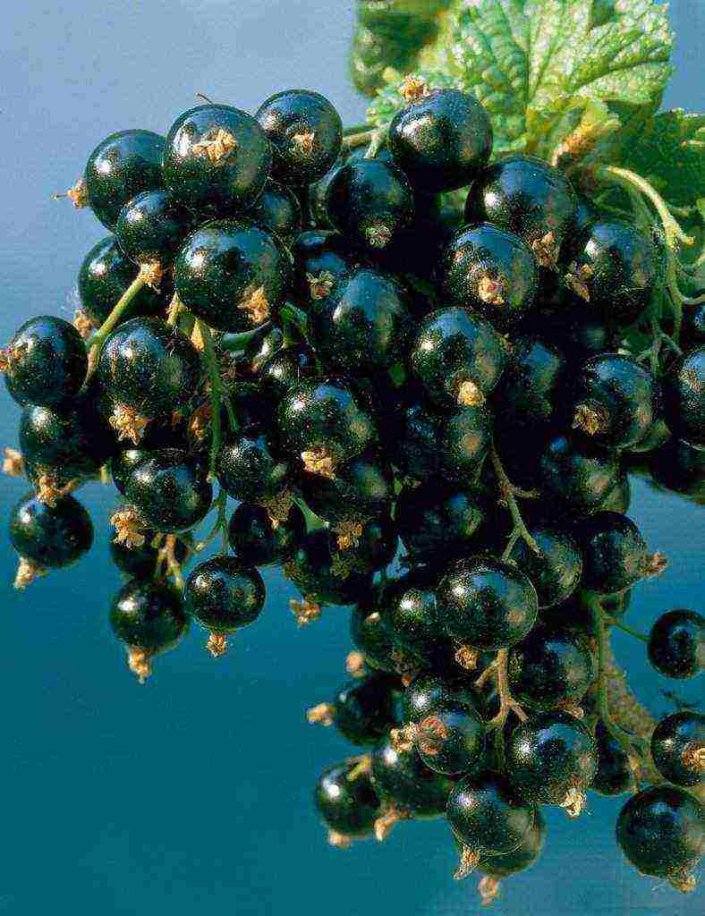 good varieties of black currant