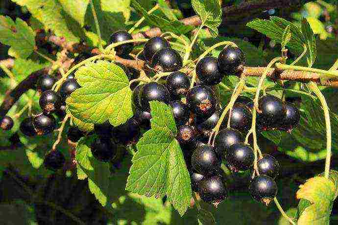 good varieties of black currant