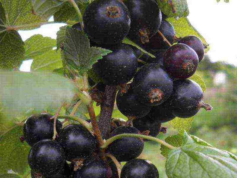 good varieties of black currant