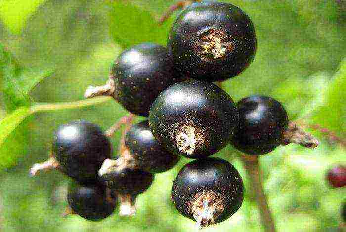 good varieties of black currant