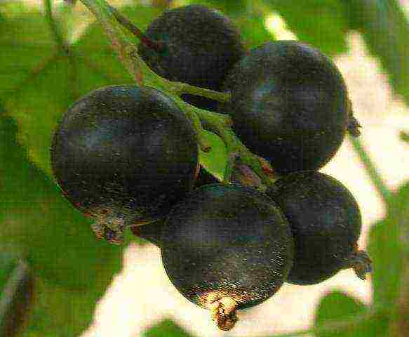 good varieties of black currant