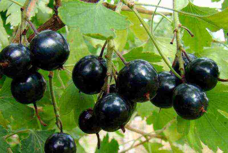 good varieties of black currant