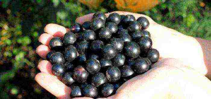 good varieties of black currant