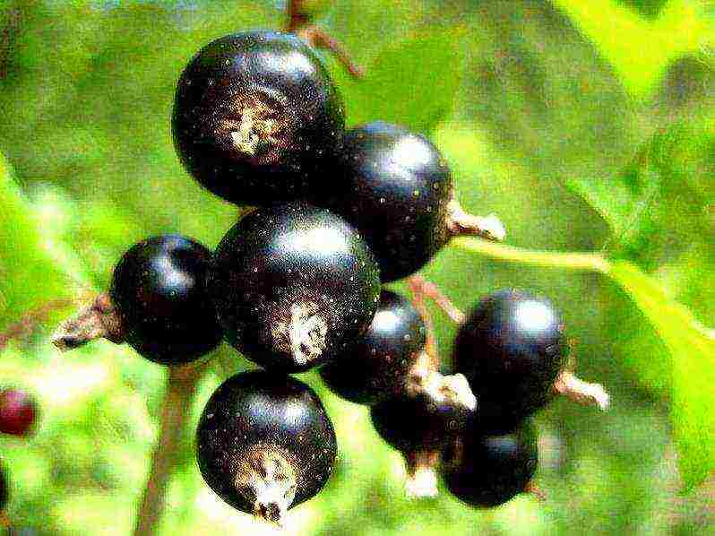 good varieties of black currant