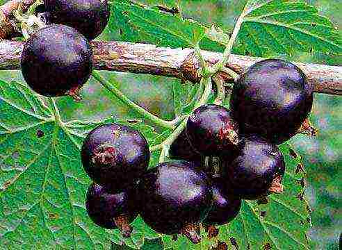 good varieties of black currant