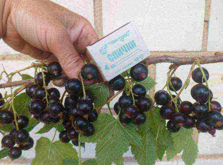 good varieties of black currant