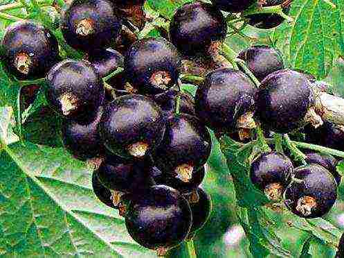 good varieties of black currant