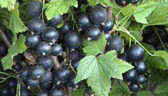 good varieties of black currant