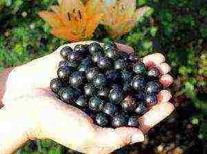 good varieties of black currant