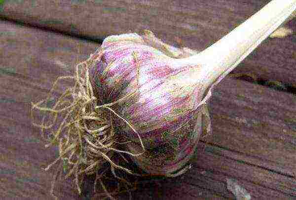 good varieties of winter garlic