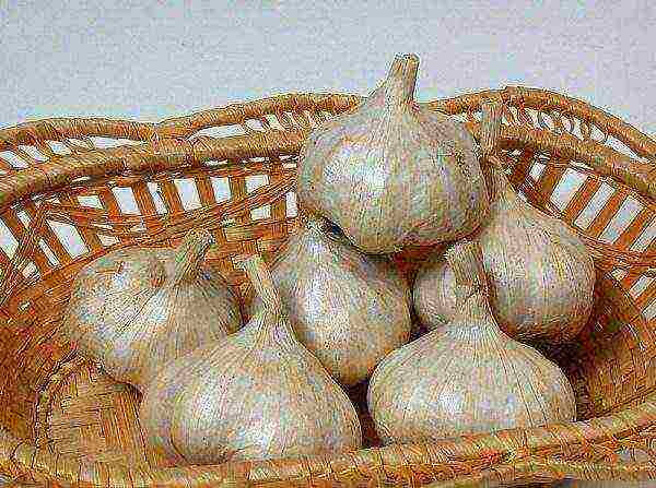 good varieties of winter garlic