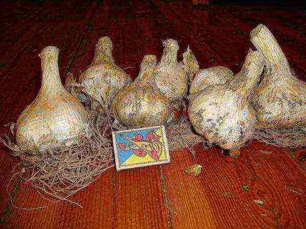 good varieties of winter garlic