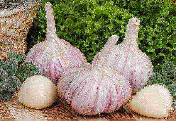 good varieties of winter garlic